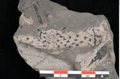 Foto (Detailansicht) von Palissya araunii Endl. (NHMW-GEO-2024-0188-10580)